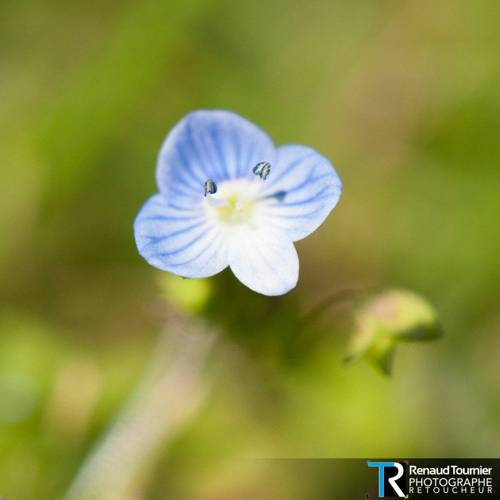 Petite fleur des prés by Renaud